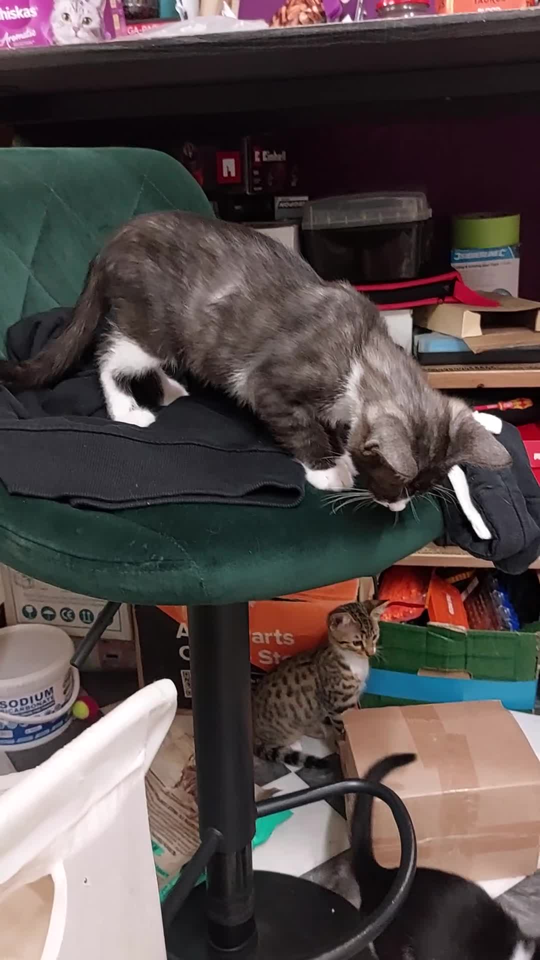 Savannah cats for sale: Playful Savannah F5 Mix Kittens for Loving Homes - Video 4