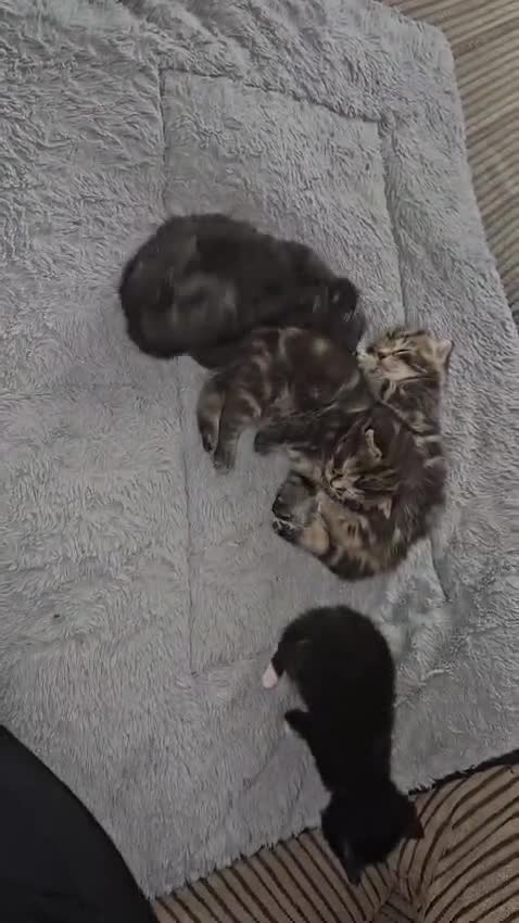 Domestic Shorthair cats for adoption: 🐾 Rescue Kittens Looking for Forever Homes - Video 1