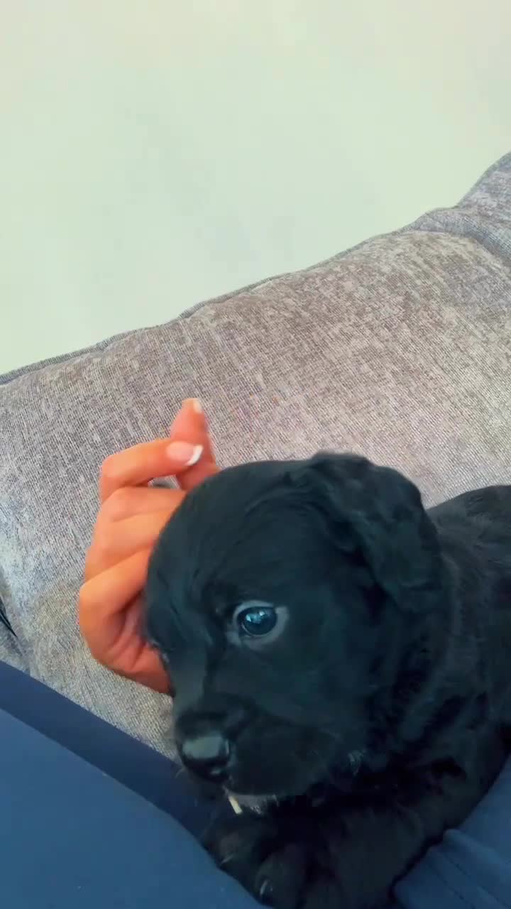 Mixed Breed dogs for sale: Cocker bulls - Video 2