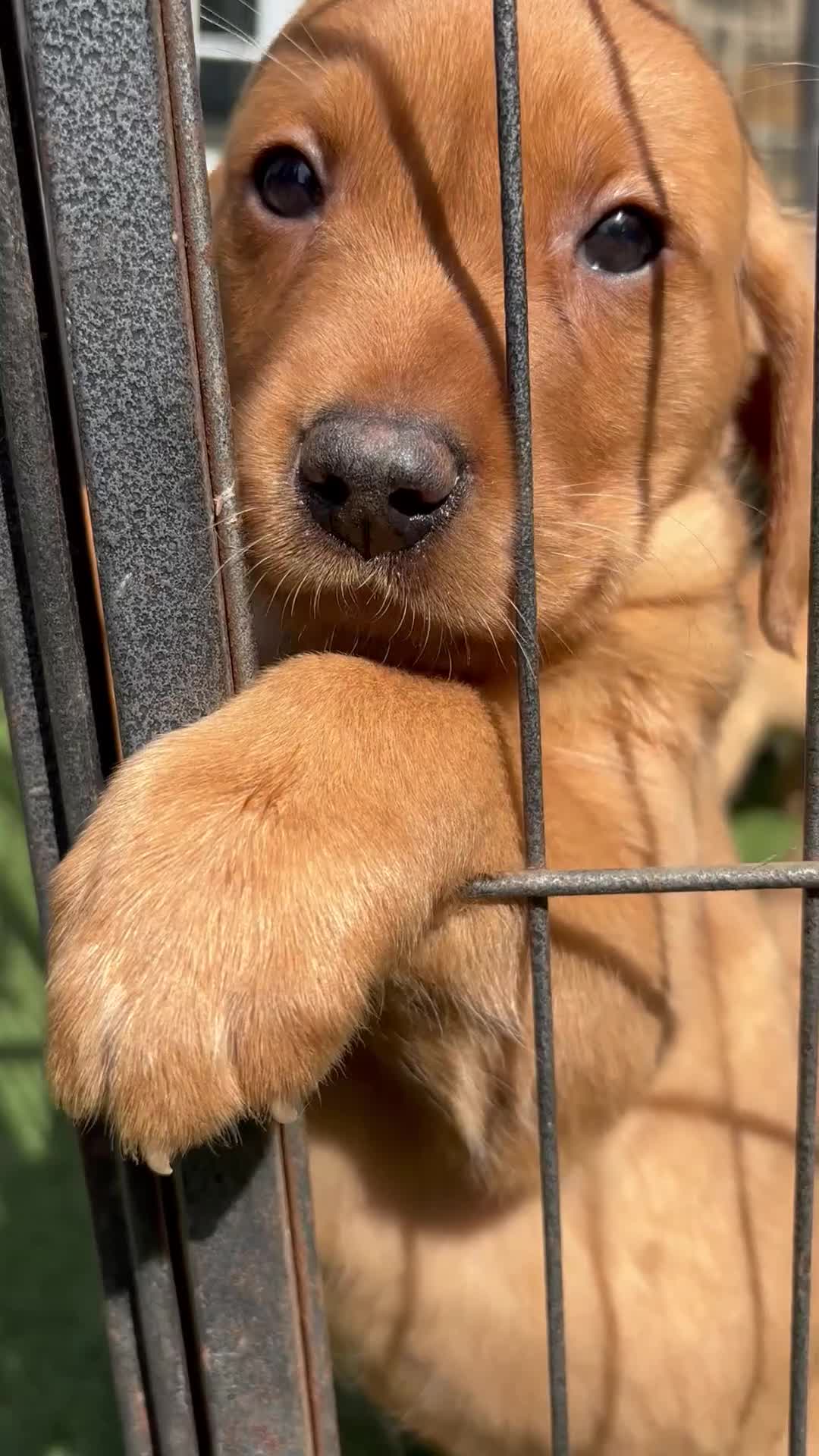 Labrador Retriever dogs for sale: Fox red Labradors  - Video 2