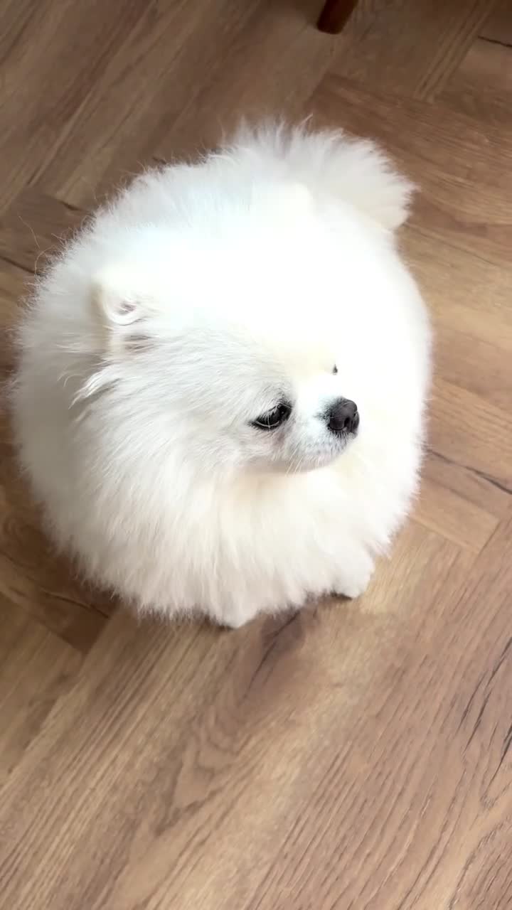 Pomeranian dogs for sale: KC registered Fluffy white Pomeranian - Video 1