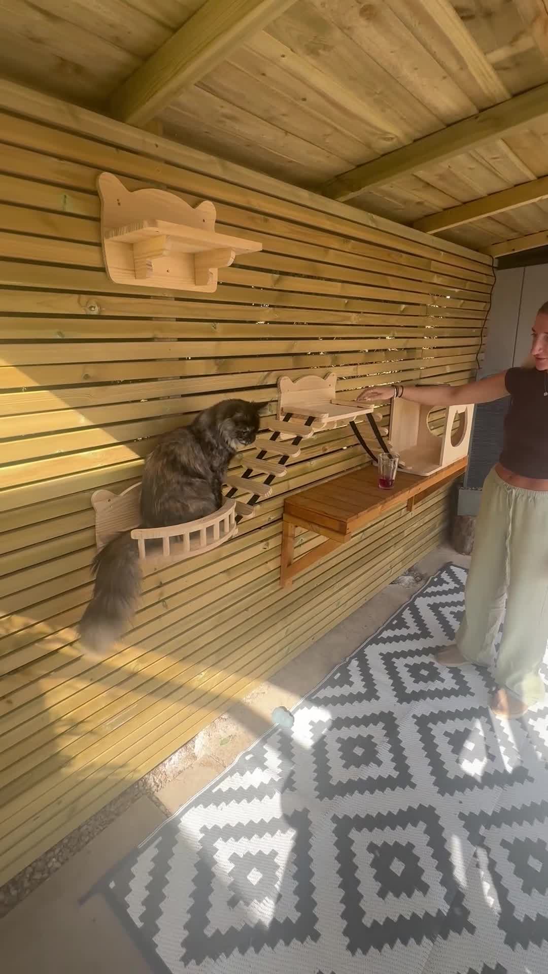 Maine Coon cats for adoption: Two Beautiful 1 year old Neutered Mainecoons  - Video 1