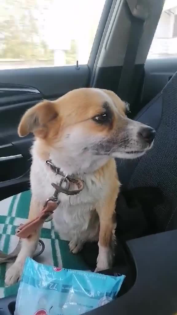 Chihuahua dogs for adoption: Alica’s Story: From Despair to Love - Video 1