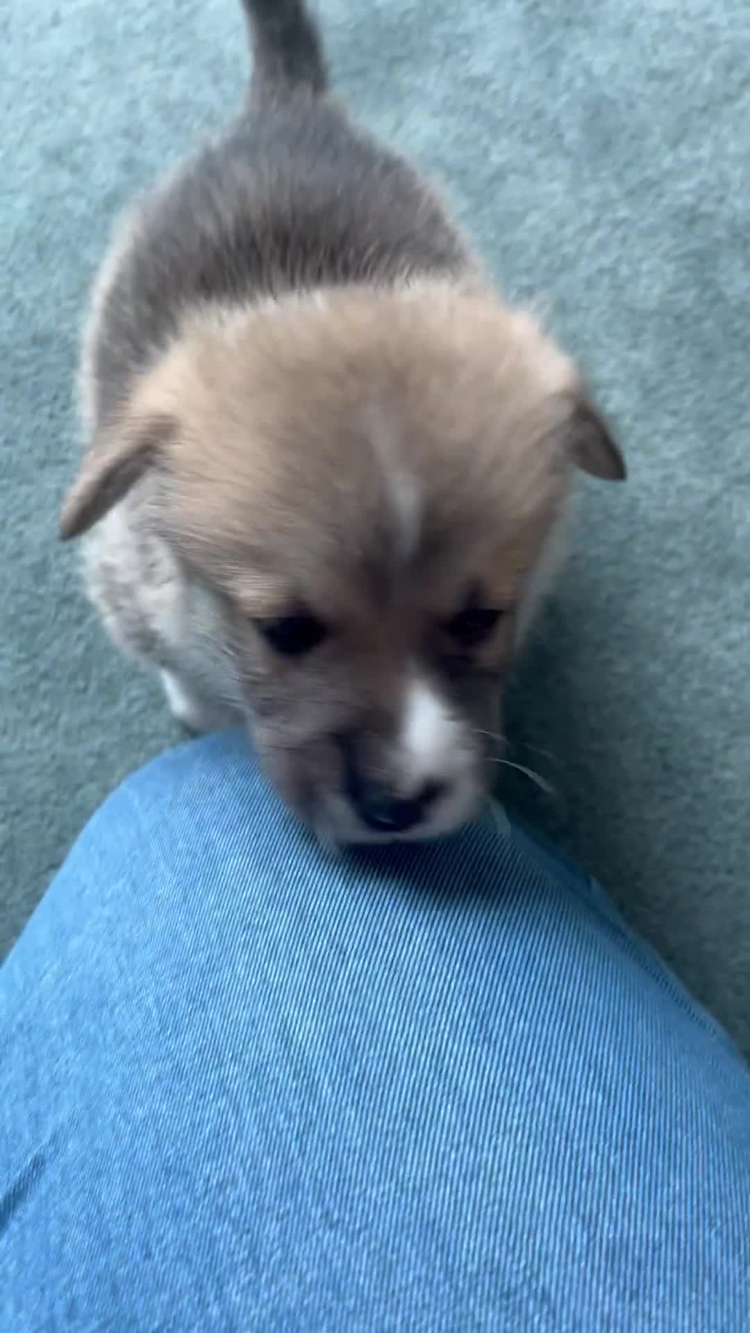 Welsh Corgi Pembroke dogs for sale: Welsh Pembroke Corgi - Video 3