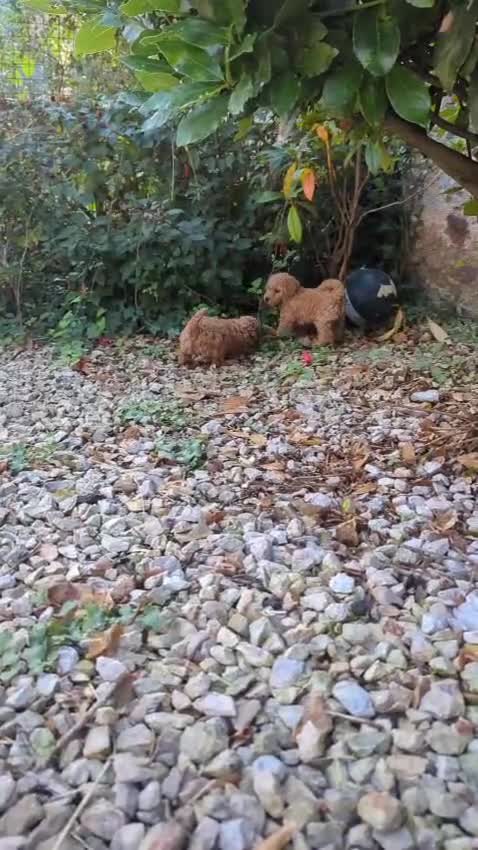 Toy Poodle dogs for sale: Tiny Red Toy Poodles Available now - Video 2