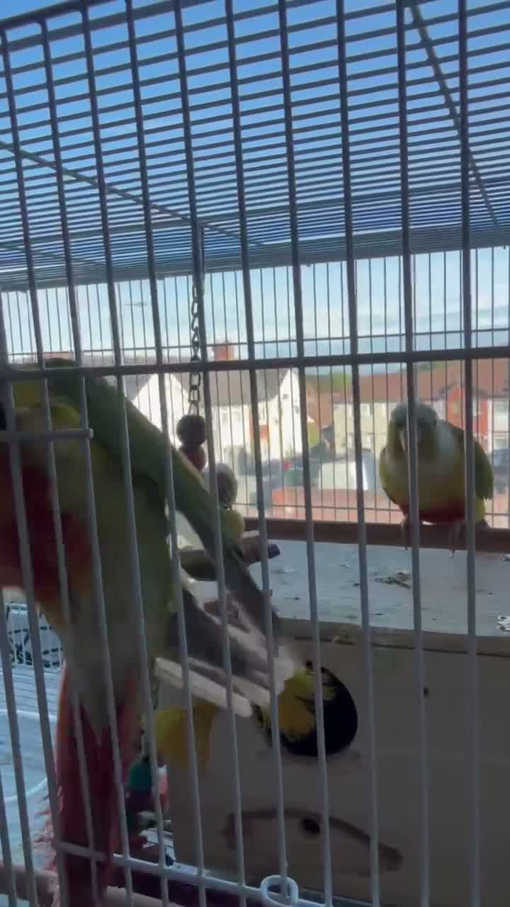 Conures birds for sale: Beautiful Bonded Conure Pair Looking for a Home  in Cardiff - Video 1