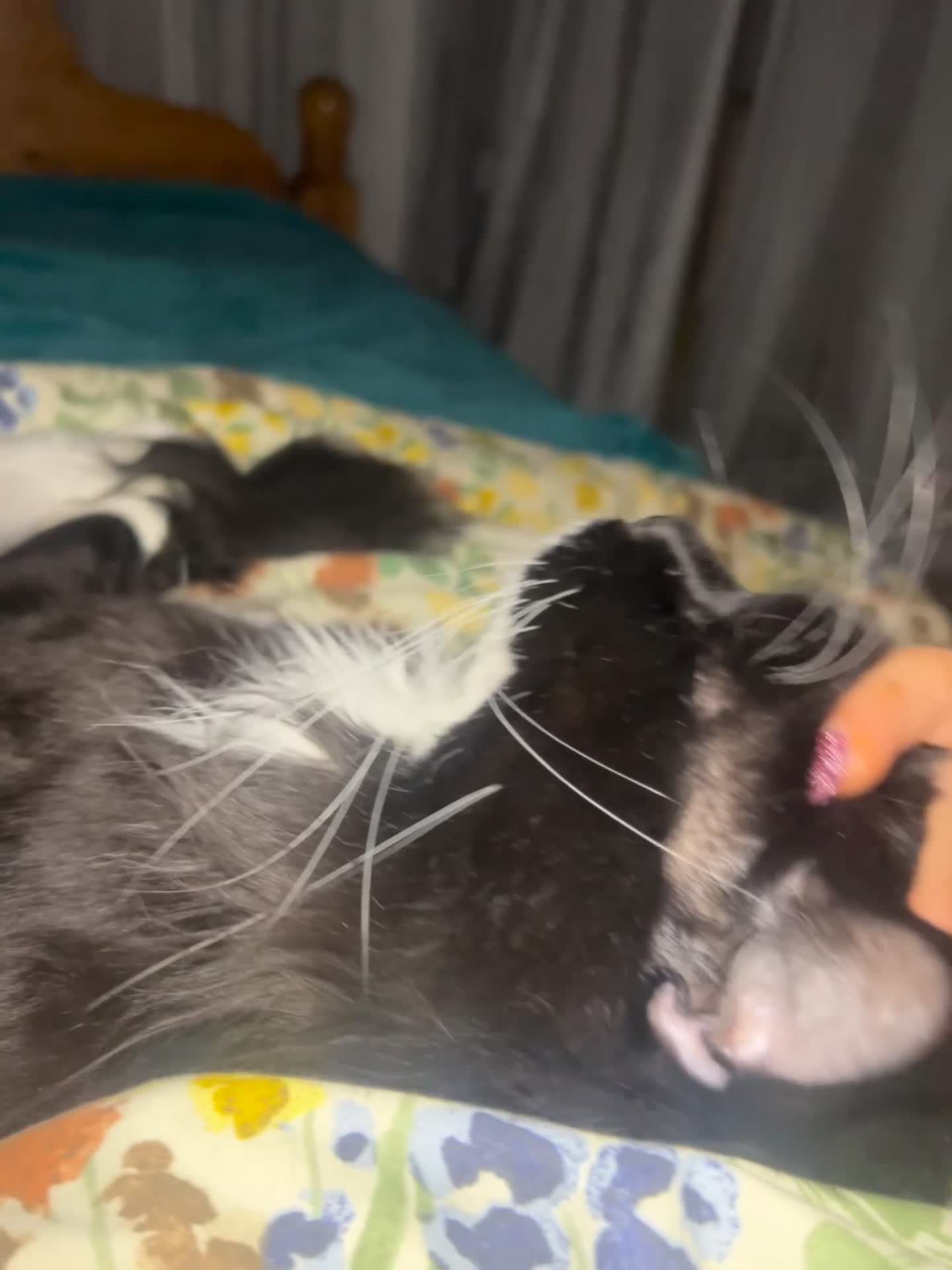 Maine Coon cats for sale: uther - male maine coon un-neutered  - Video 1