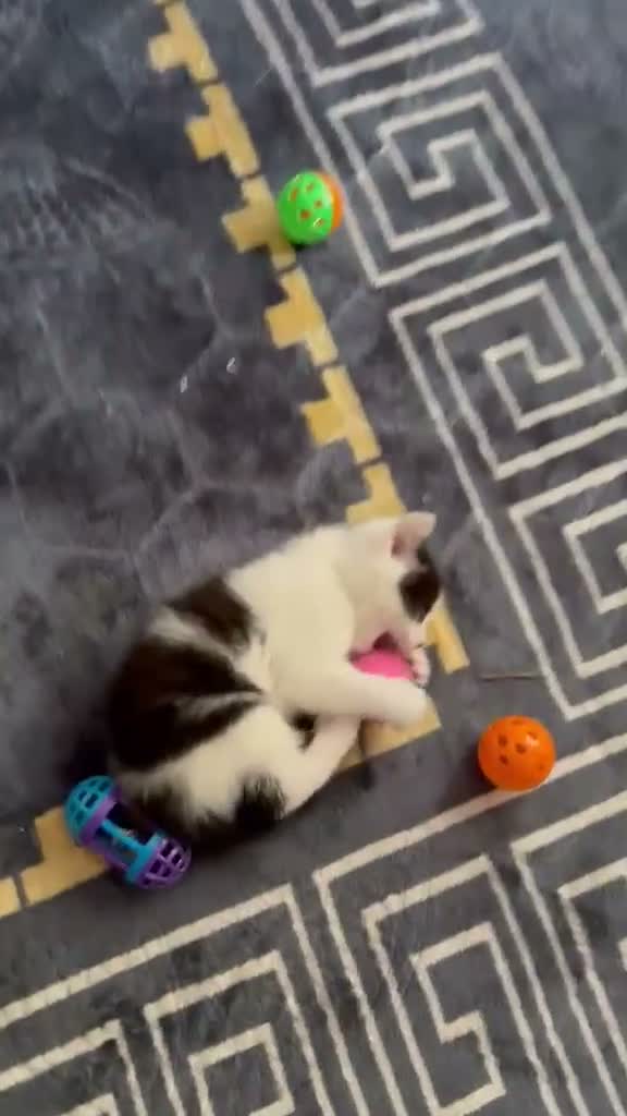 Mixed Breed cats for sale: Ragdoll Cross Kittens — Healthy & Friendly - Video 1