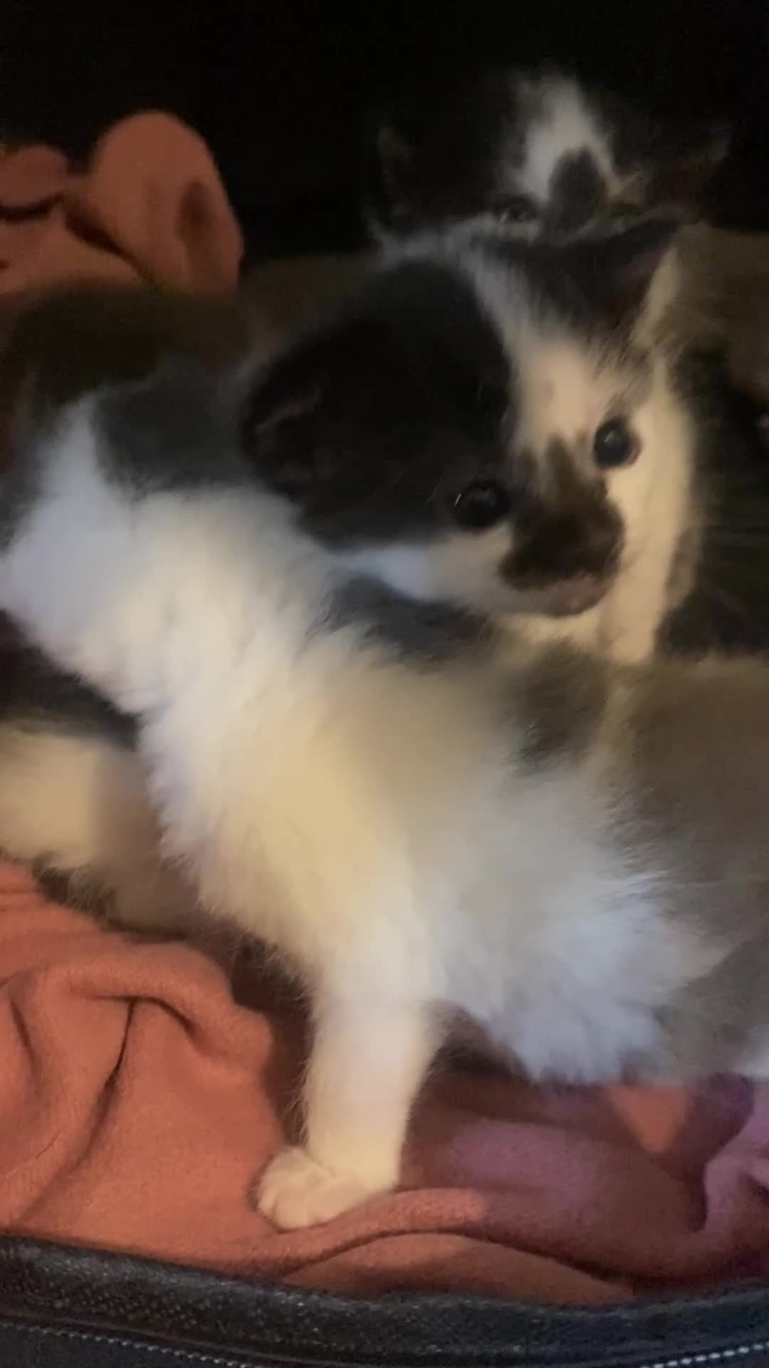 Mixed Breed cats for sale: Beautiful fluffy kittens - Video 1