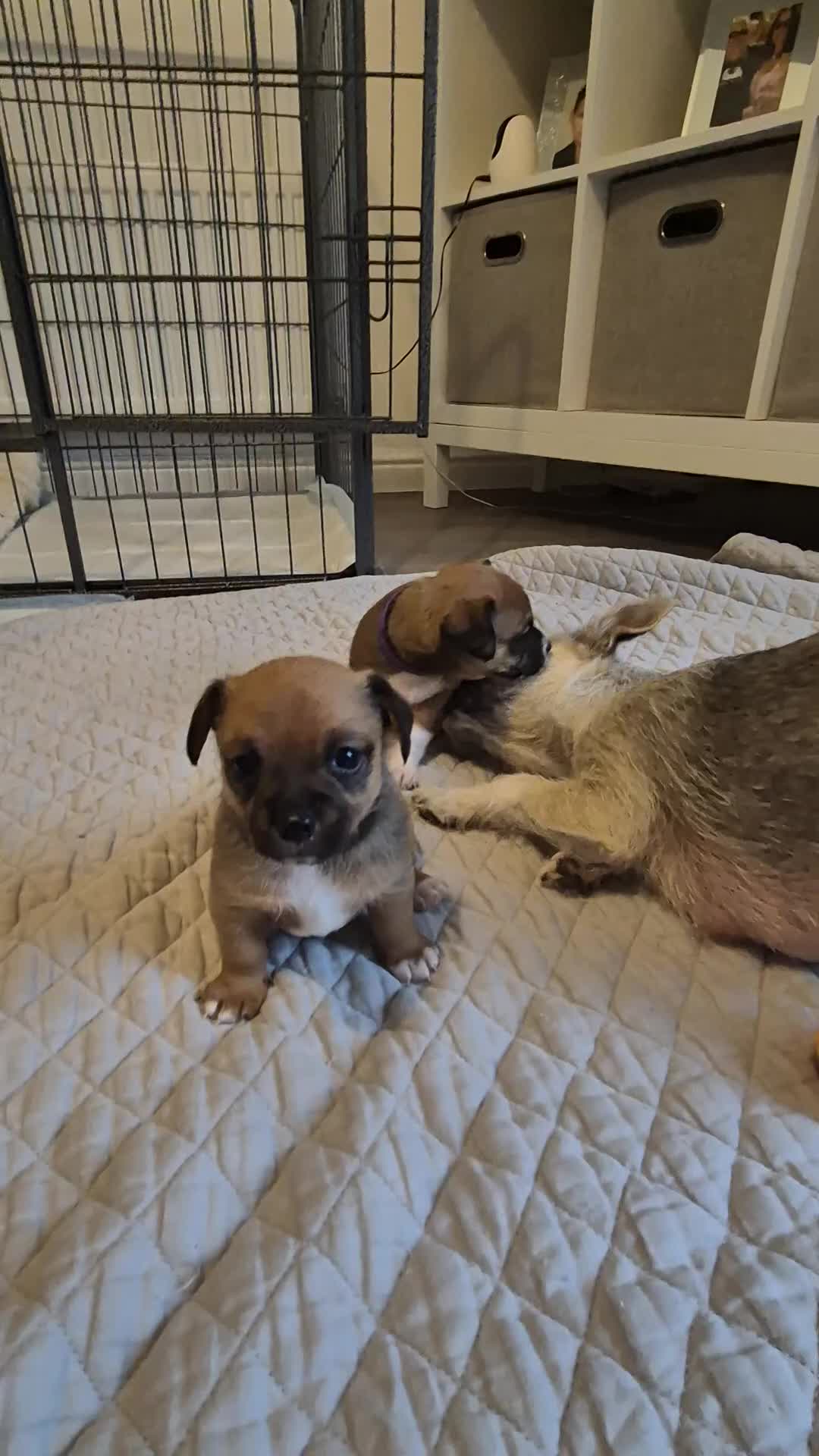 Mixed Breed dogs for sale: Jack chi puppies - Video 1