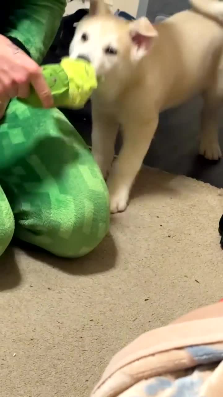 Siberian Husky dogs for sale: White male Siberian husky - Video 1