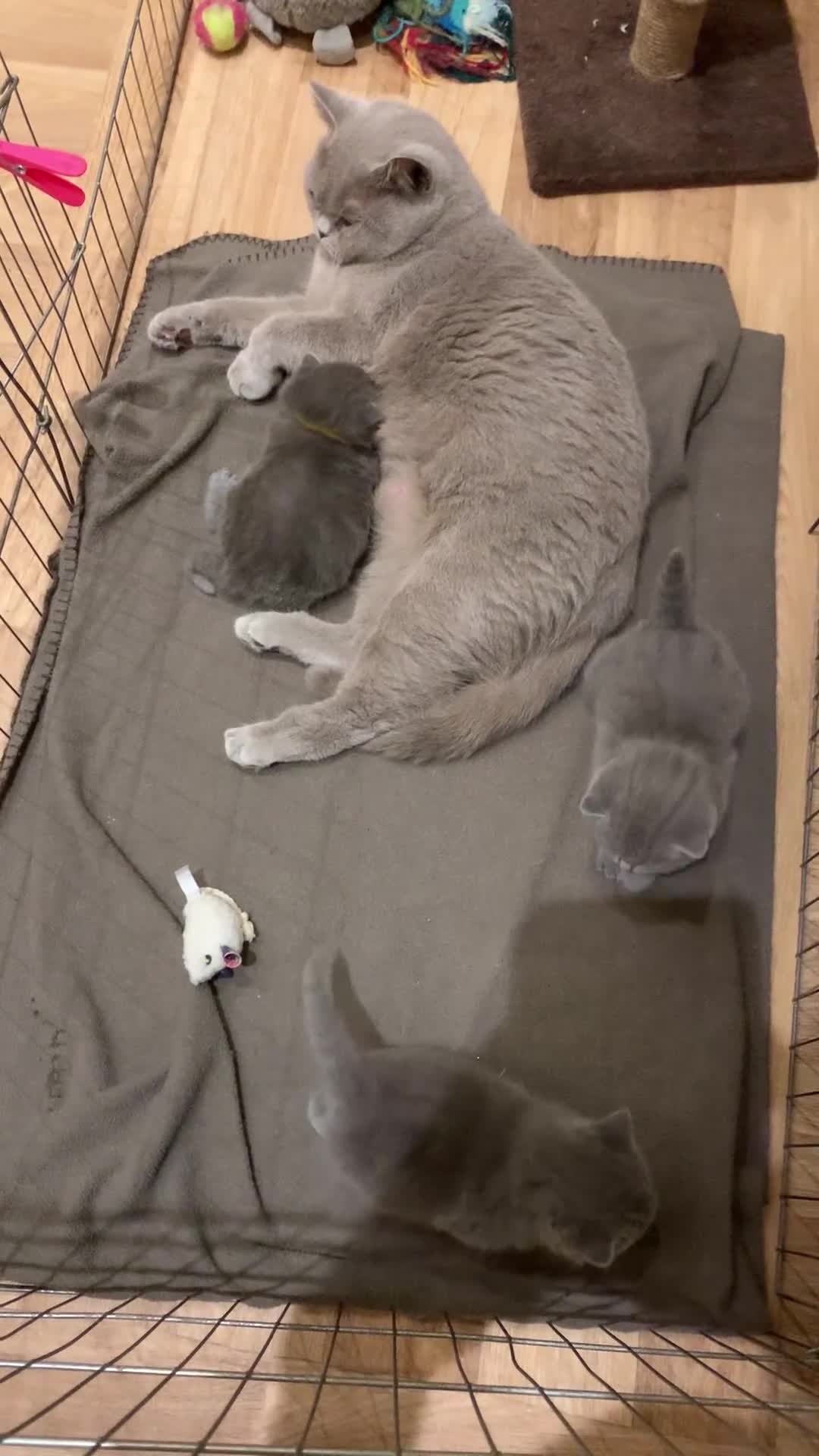 British Shorthair cats for sale: 1 Boy Left-GCCF Pedigr Pure Blue British Shorthair - Video 3