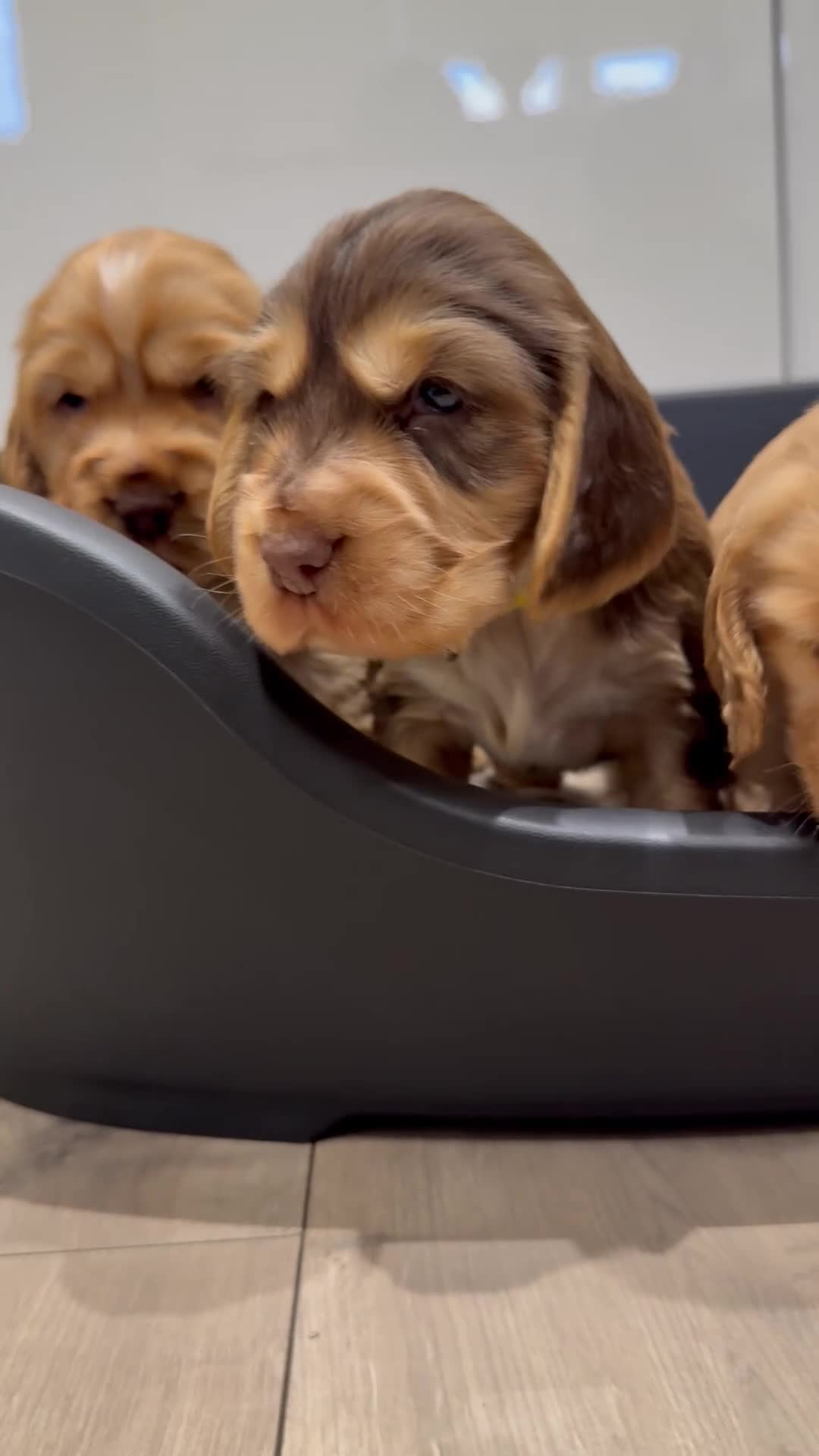 Cocker Spaniel dogs for sale: Exceptionally Beautiful Show Cockers  - Video 1