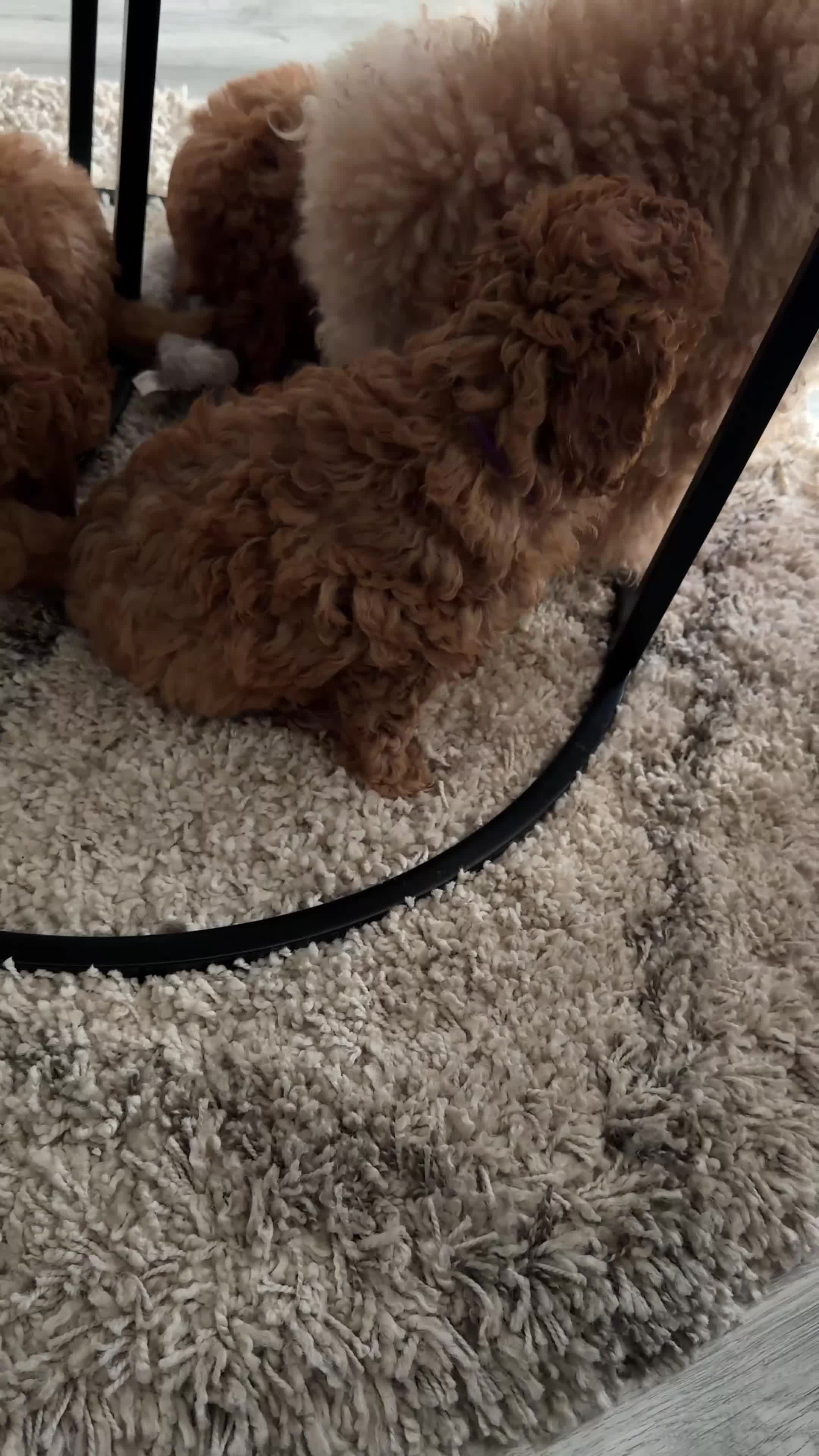 Miniature Poodle dogs for sale: Beautiful Miniature Poodle Puppies 🐾 - Video 4