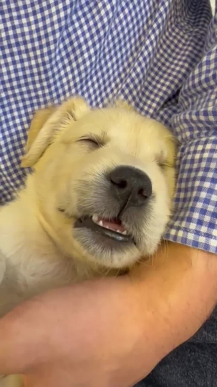 Golden Retriever dogs for sale: Beautiful Golden Retriever Puppies - Video 4