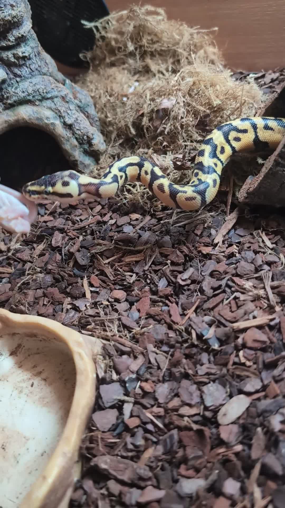 Python Snake reptiles for sale: Selling my beautiful royal python  - Video 2