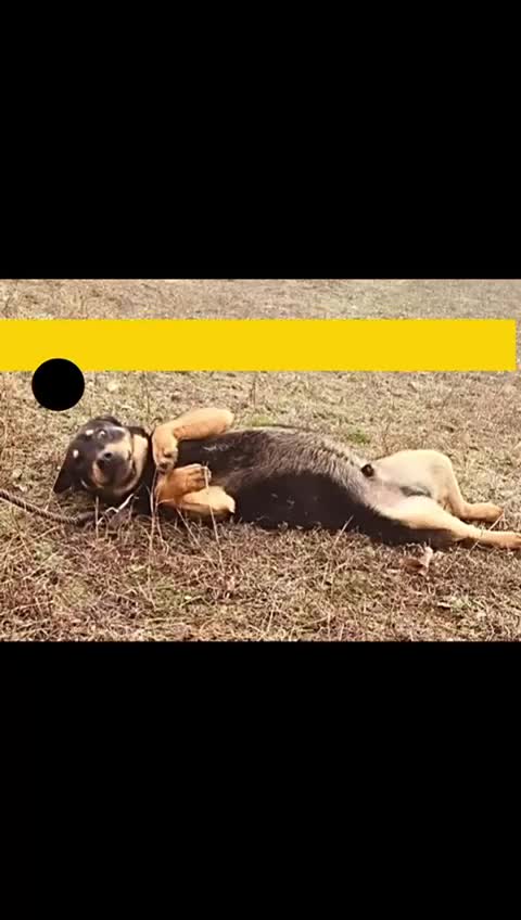 Mixed Breed dogs for adoption: Taco, 10-12 months old. Available for adoption. - Video 1