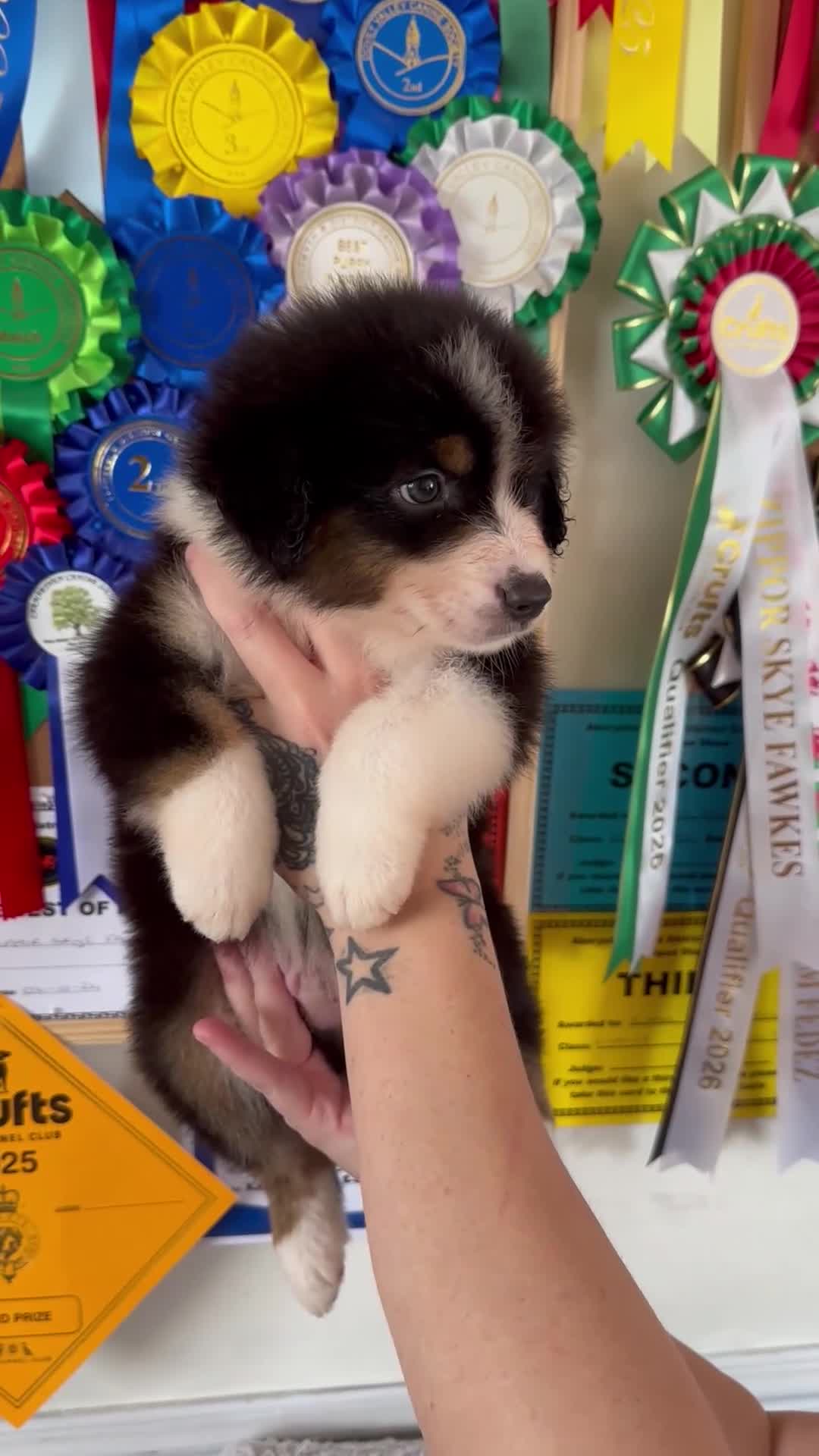 Australian Shepherd dogs for sale: 2 Boys Remaining- Beautiful Australian Shepherds  - Video 3