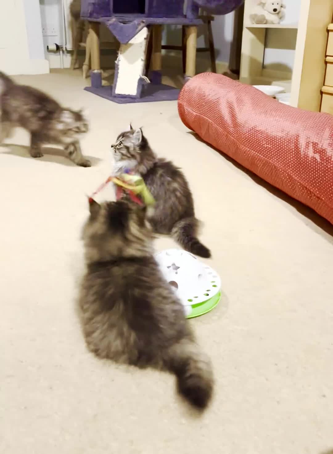 British Longhair cats for sale: 1 Adorable British Longhair x Persian Kittens  - Video 5