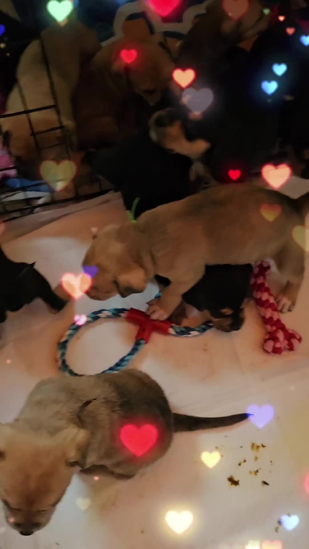 Mixed Breed dogs for sale: Puppies for sale - Video 1