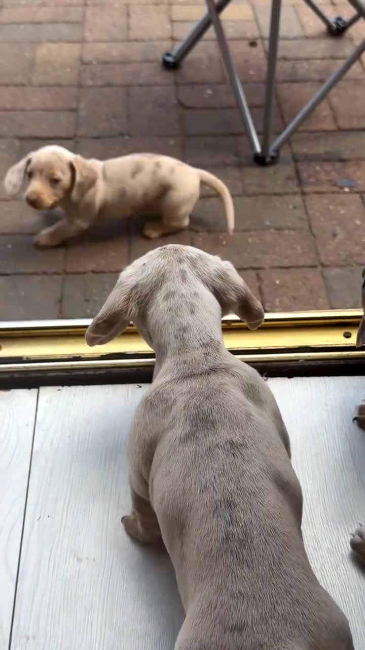 Dachshund dogs for sale: 3 beautiful dashound puppies !  - Video 4