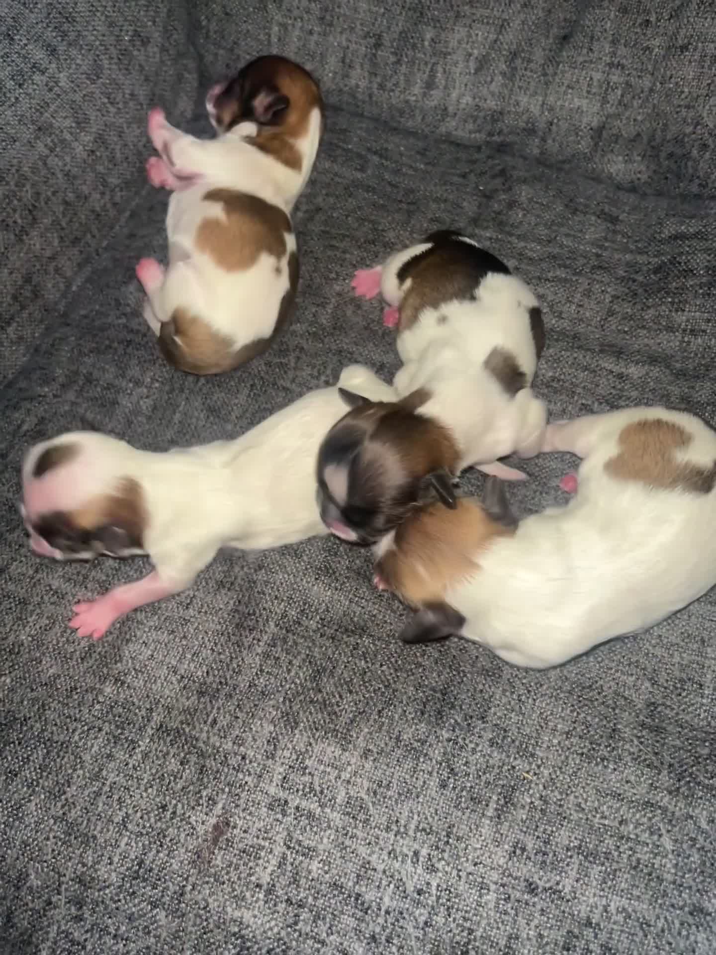Malshi dogs for sale: 4 Shih tzu boys  - Video 2
