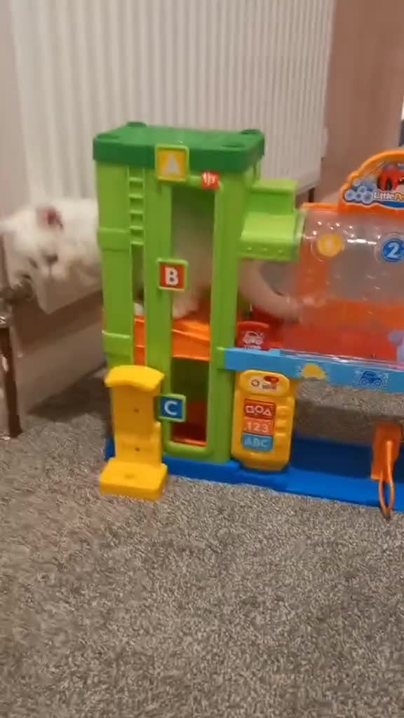 Maine Coon cats for sale: Maine coon kittens for sale - Video 3