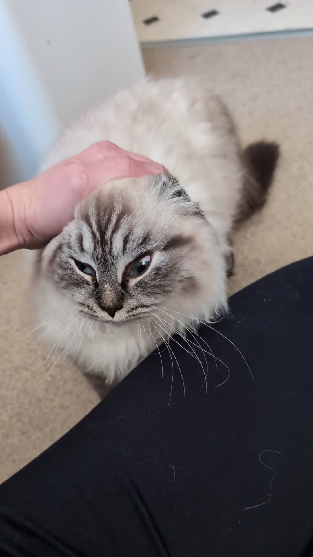 Siberian cats for sale: Litter "W" Neva Masquerade - Video 1