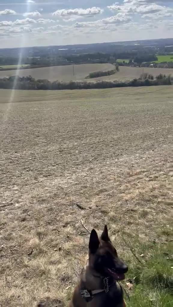 Belgian Shepherd Dog dogs for sale: Belgium Malinois - Video 4