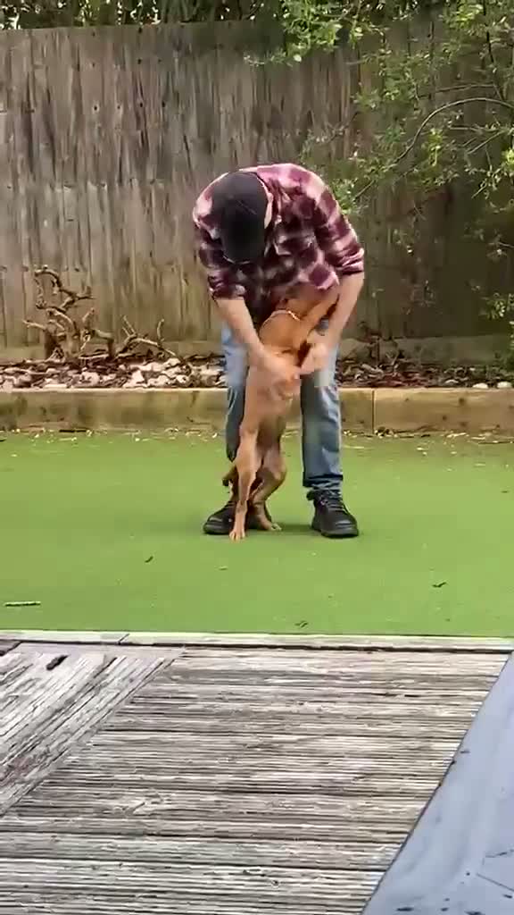Labrador Retriever dogs for sale: KC Reg Fox Red Lab Puppy, Health Tested Parents in Street - Video 2
