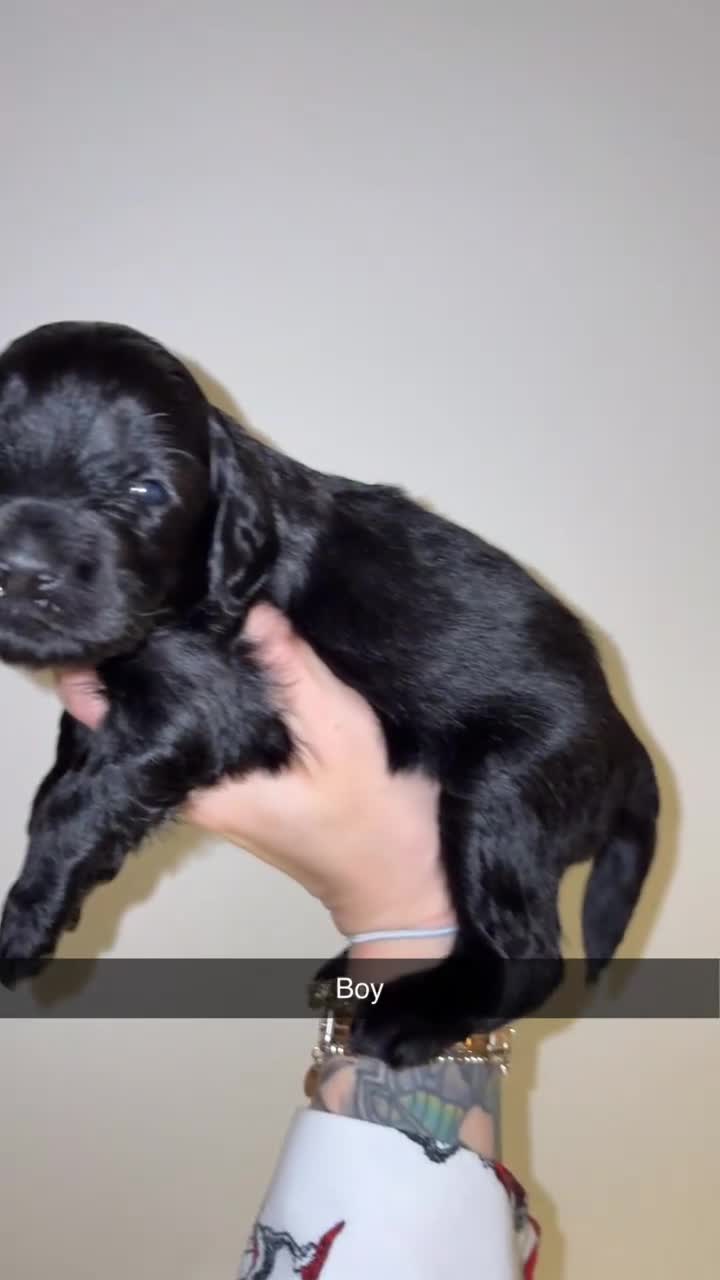 Labradoodle dogs for sale: F1B miniature labradoodles  - Video 1