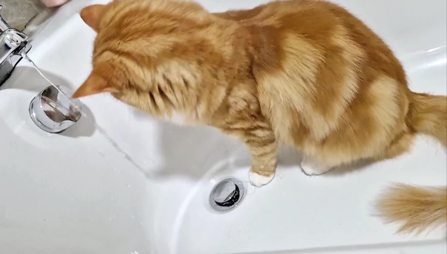 Turkish Angora cats for sale: Ginger Turkish Angora- looking for a new home♡ - Video 1