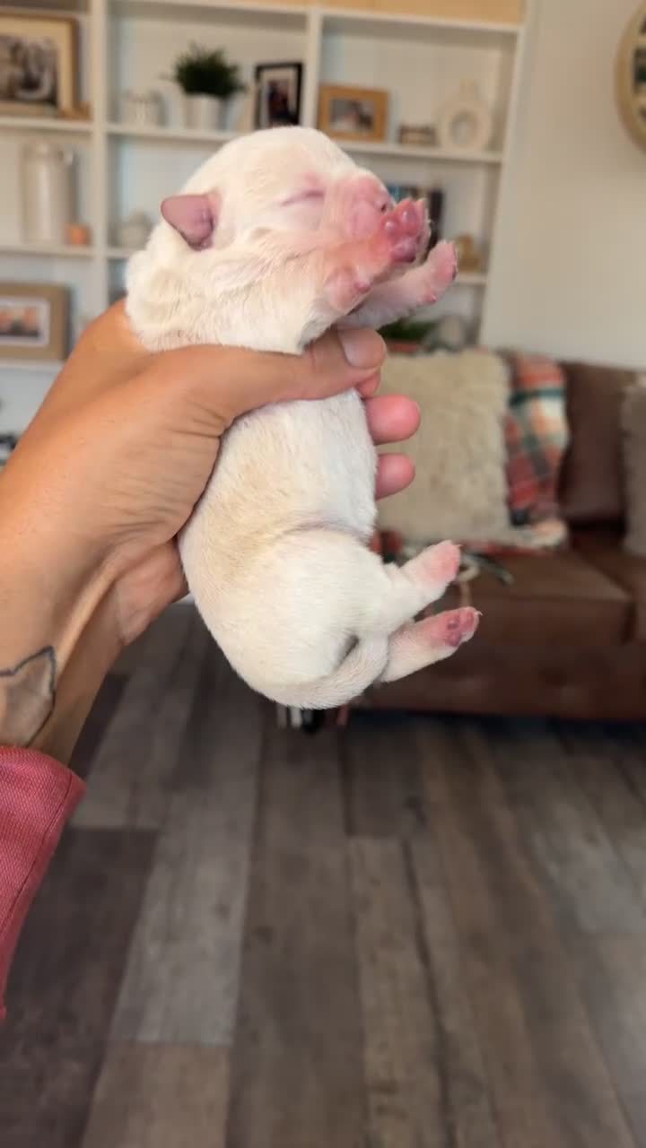 Chow Chow dogs for sale: French chows  - Video 3