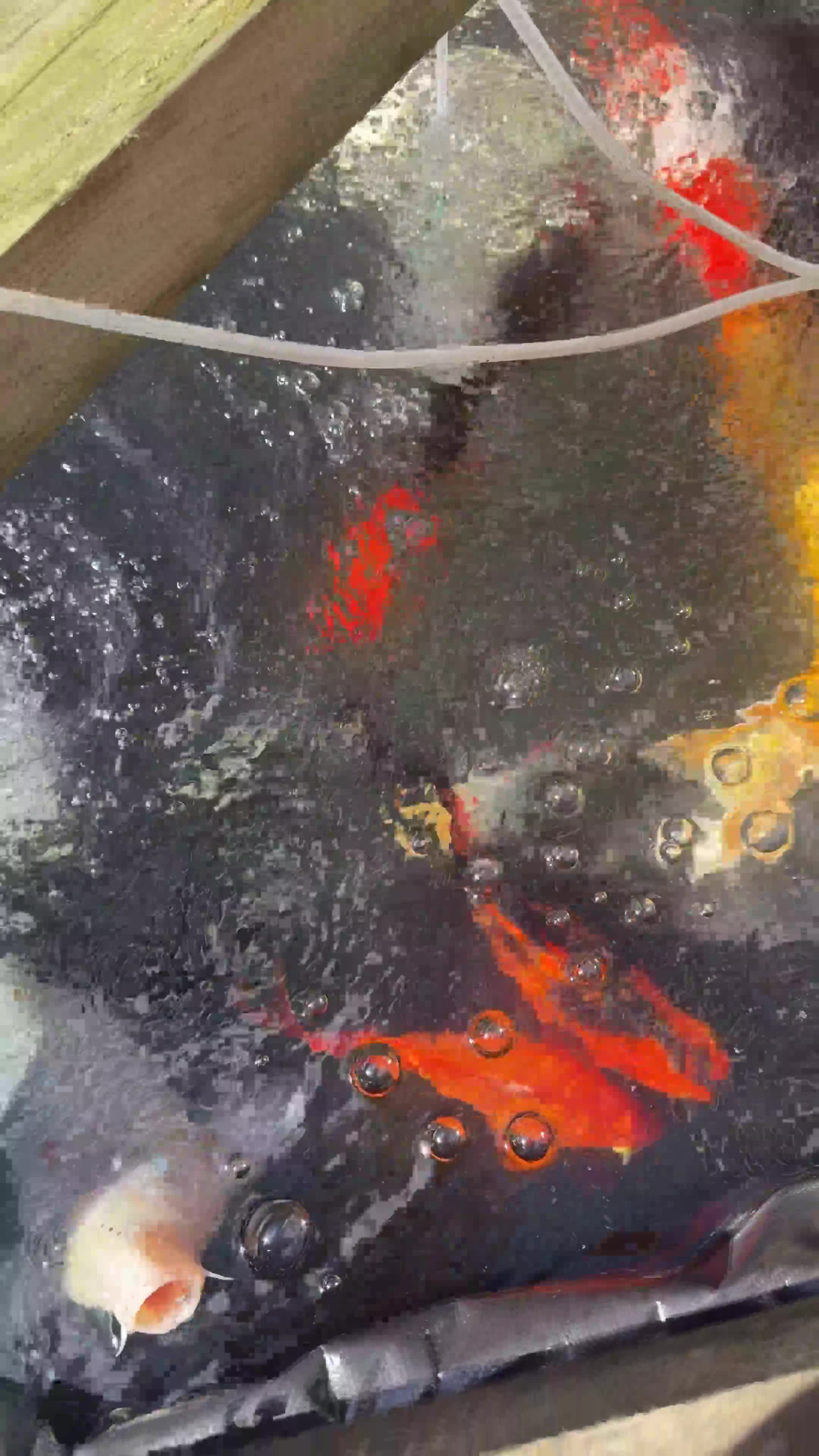 Pond Fish fish for sale: Various koi and goldfish  - Video 1