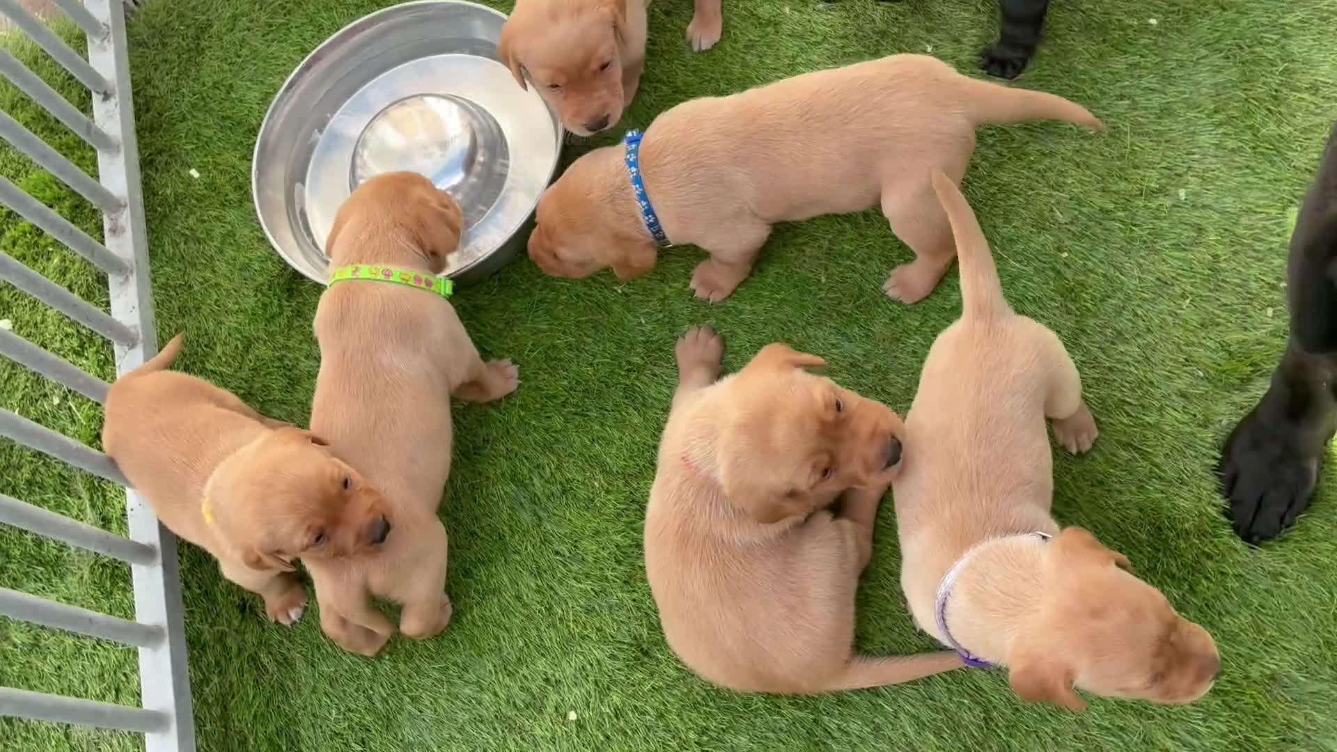Labrador Retriever dogs for sale: 7 kc chunky Labrador pups  - Video 1