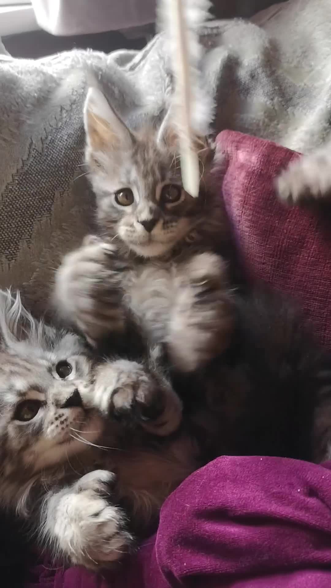 Maine Coon cats for sale: TICA/ POLY/ HEALTH CHECKED Maine Coons - Video 1