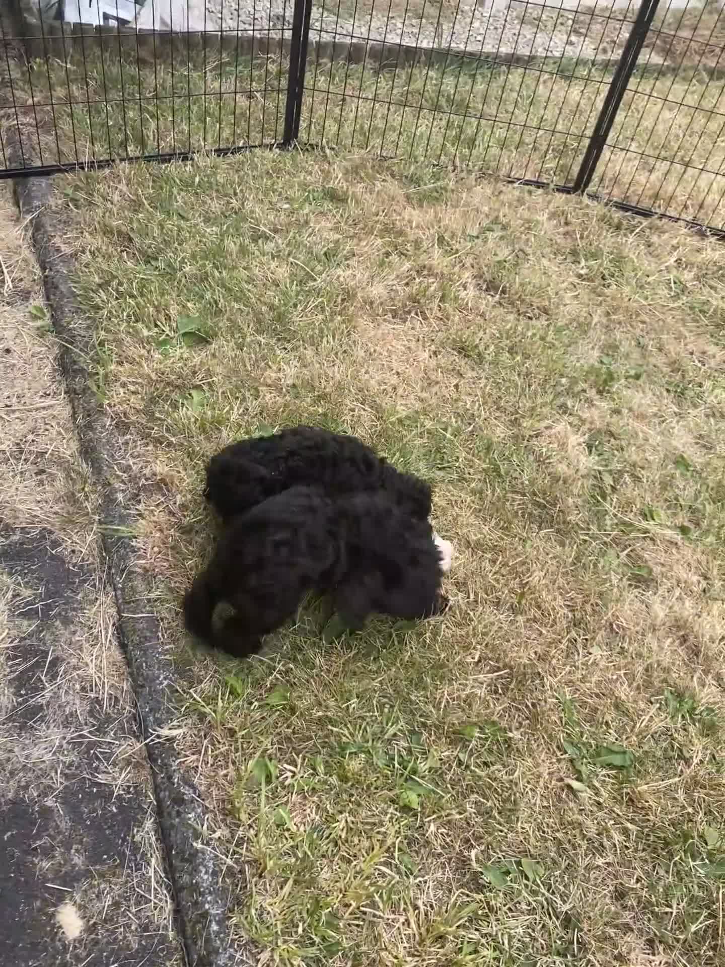 Cockapoo dogs for sale: Ready Now f1b Black & Brown Cockapoo Puppies! 🐾 - Video 1