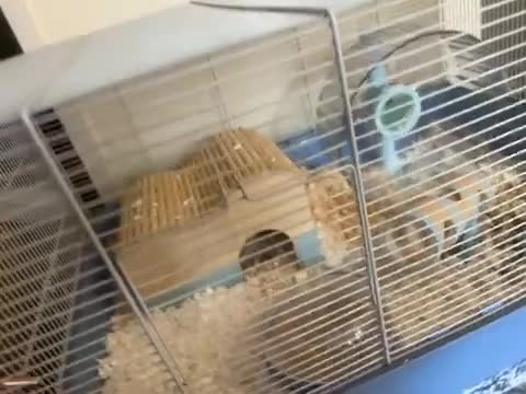 Hamster rodents for sale: Hamster  - Video 1