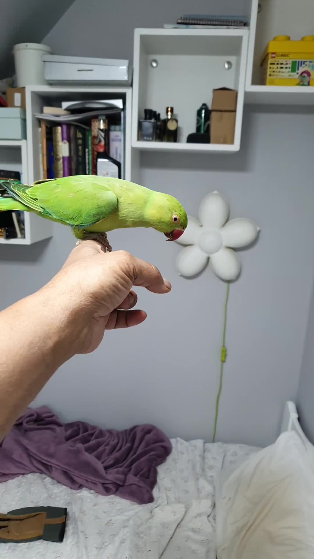Ringnecks birds for sale: tame baby Indian ringneck read the description - Video 3