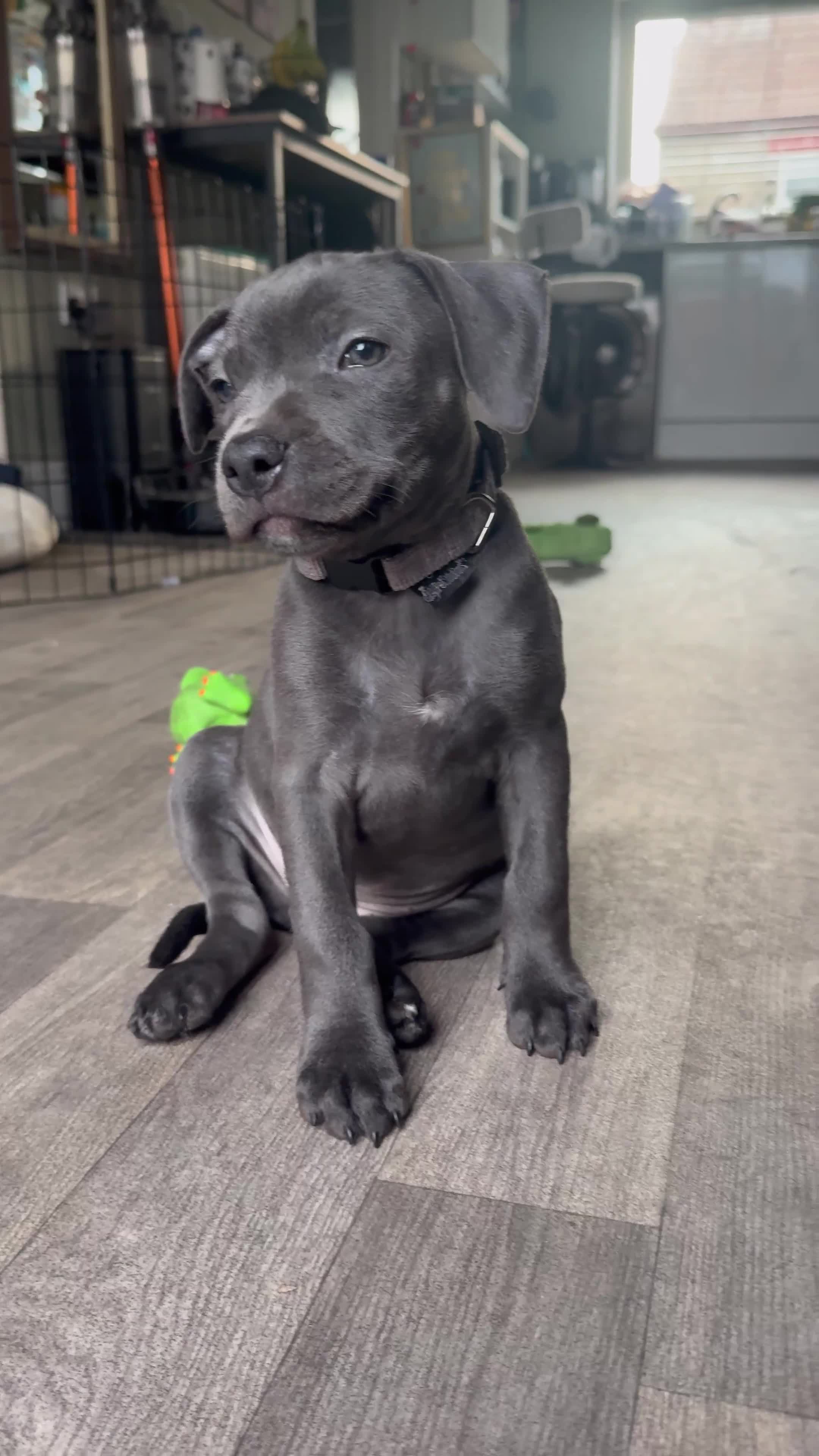 Staffordshire Bull Terrier dogs for sale: Blue Staffordshire terrier puppies/ 1 girl left  in Bristol - Video 1