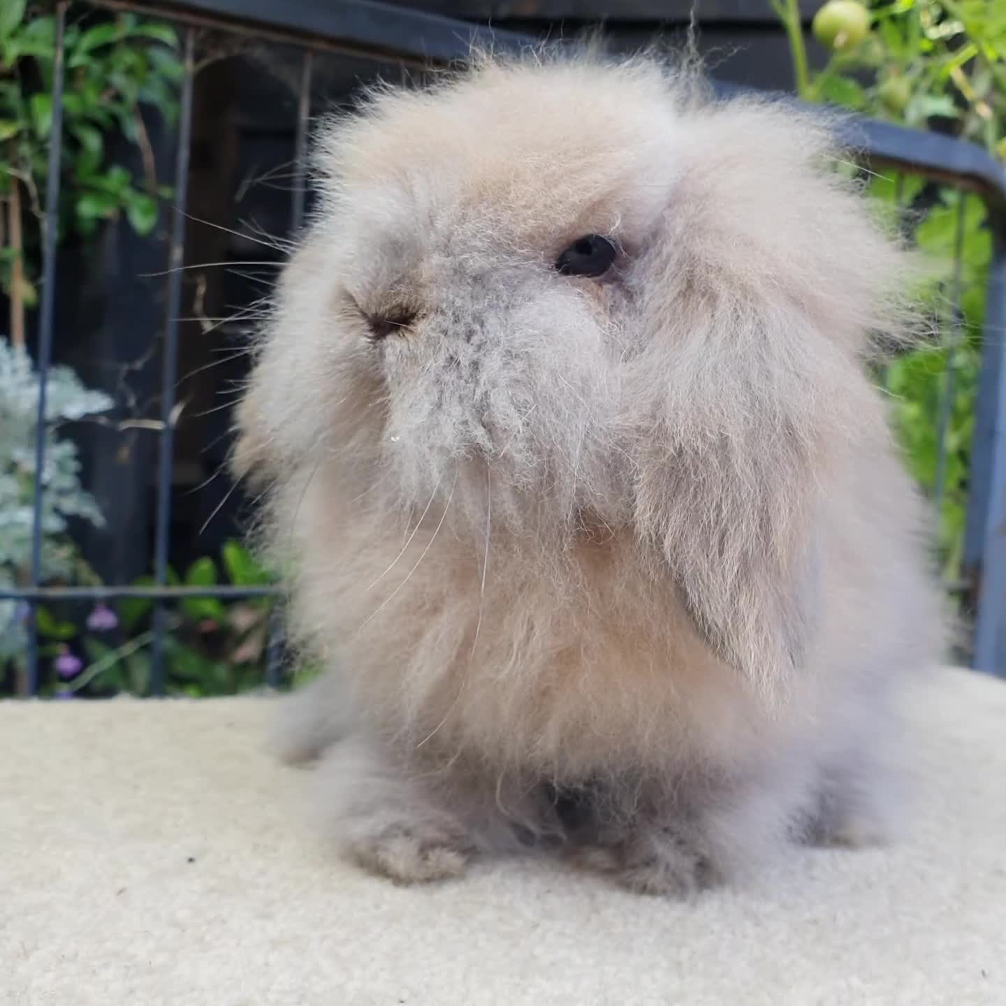 Mini Lion Lop rabbits for sale: Baby lionlop boy rabbit available now - Video 1