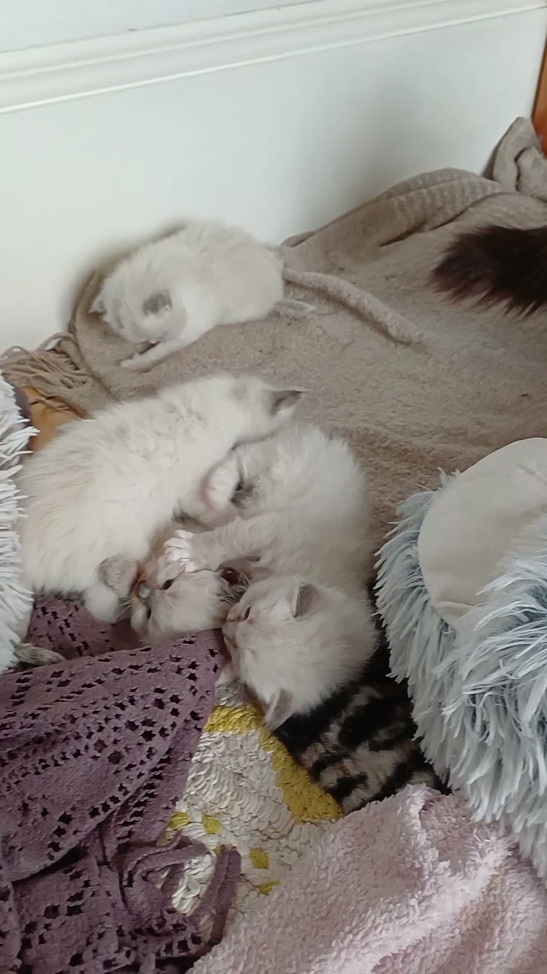 Ragdoll cats for sale: Ragdoll kittens in Edinburgh - Video 2