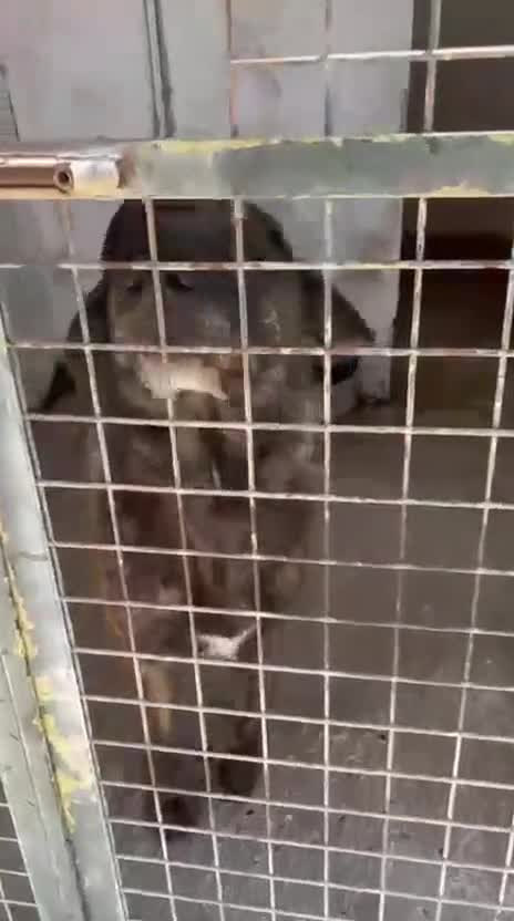 Mixed Breed dogs for adoption: 💔 A Kind Home for DALE - Video 1