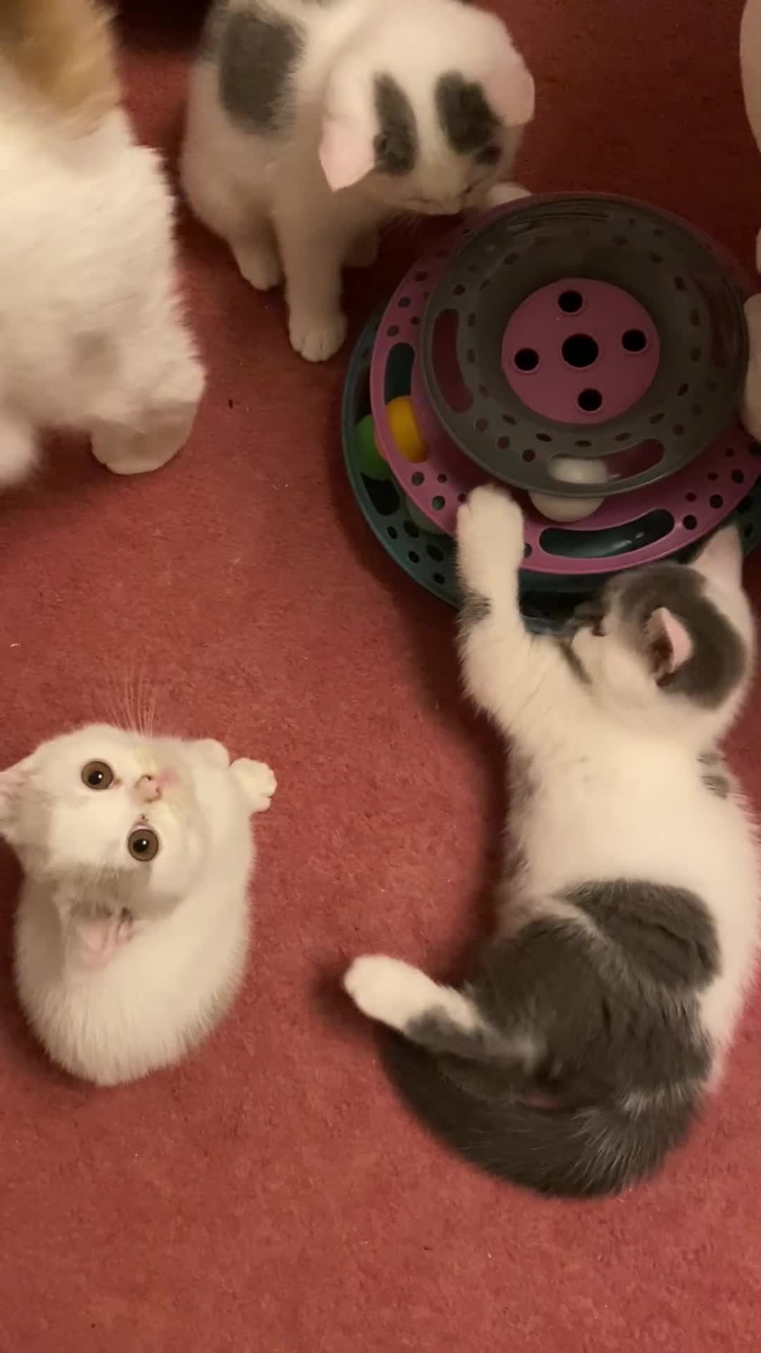 British Shorthair cats for sale: Fabulous mini Dad boy! GCCF IGrCh, GrCh & Ch lines - Video 1