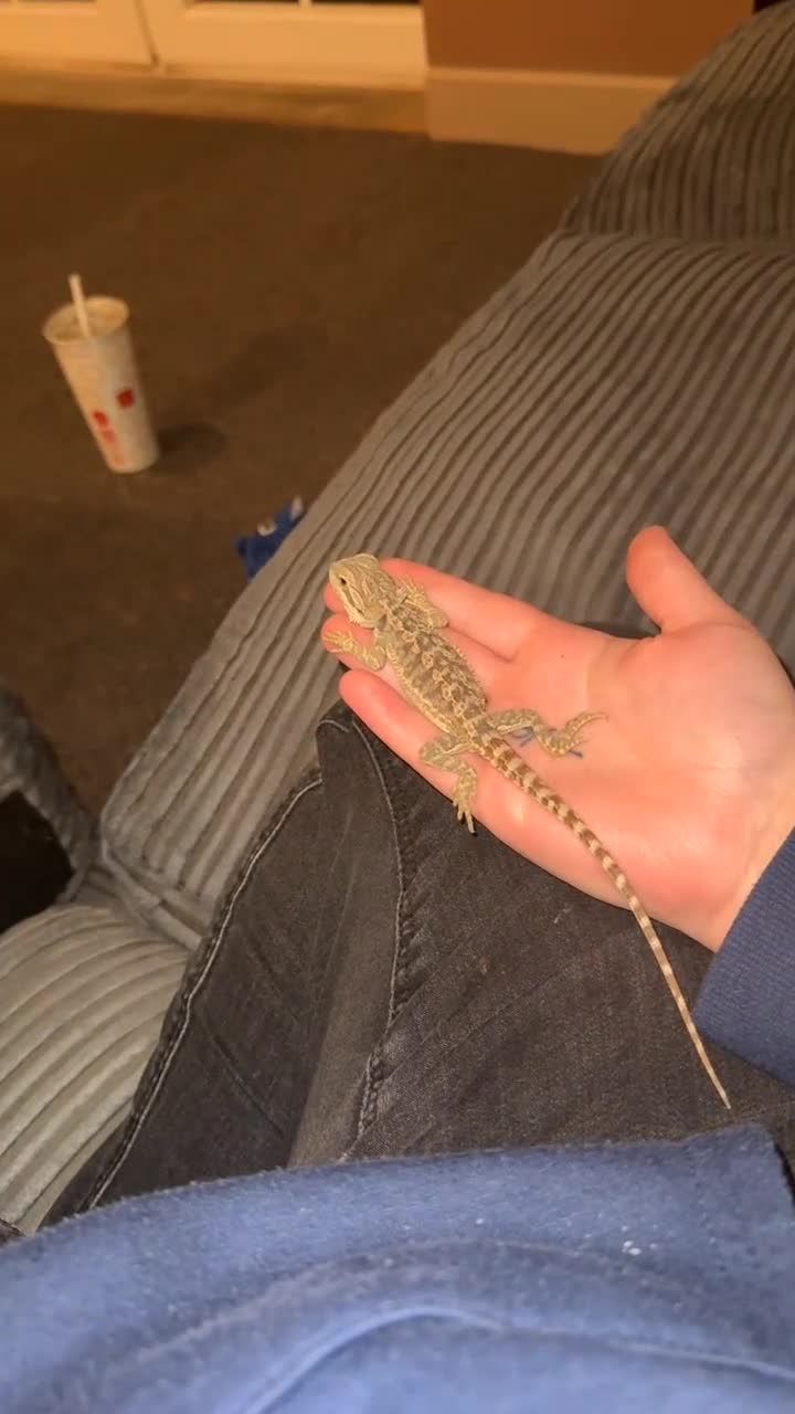 Bearded Dragon reptiles for sale: Baby Bearded dragon and enclosure.  in Waterlooville - Video 1