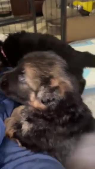 German Shepherd dogs for sale: Stunning GSD working line puppies  - Video 1