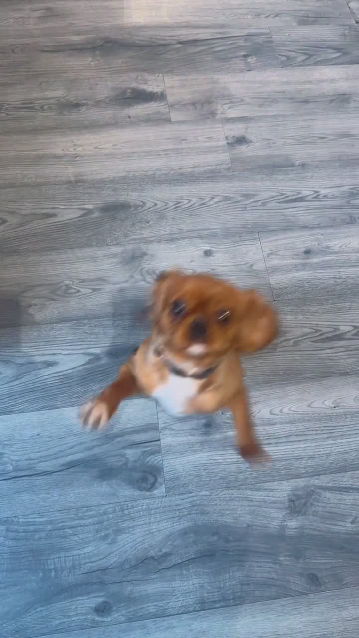 Cavalier King Charles Spaniel dogs for sale: KC Beautiful ruby - Video 1