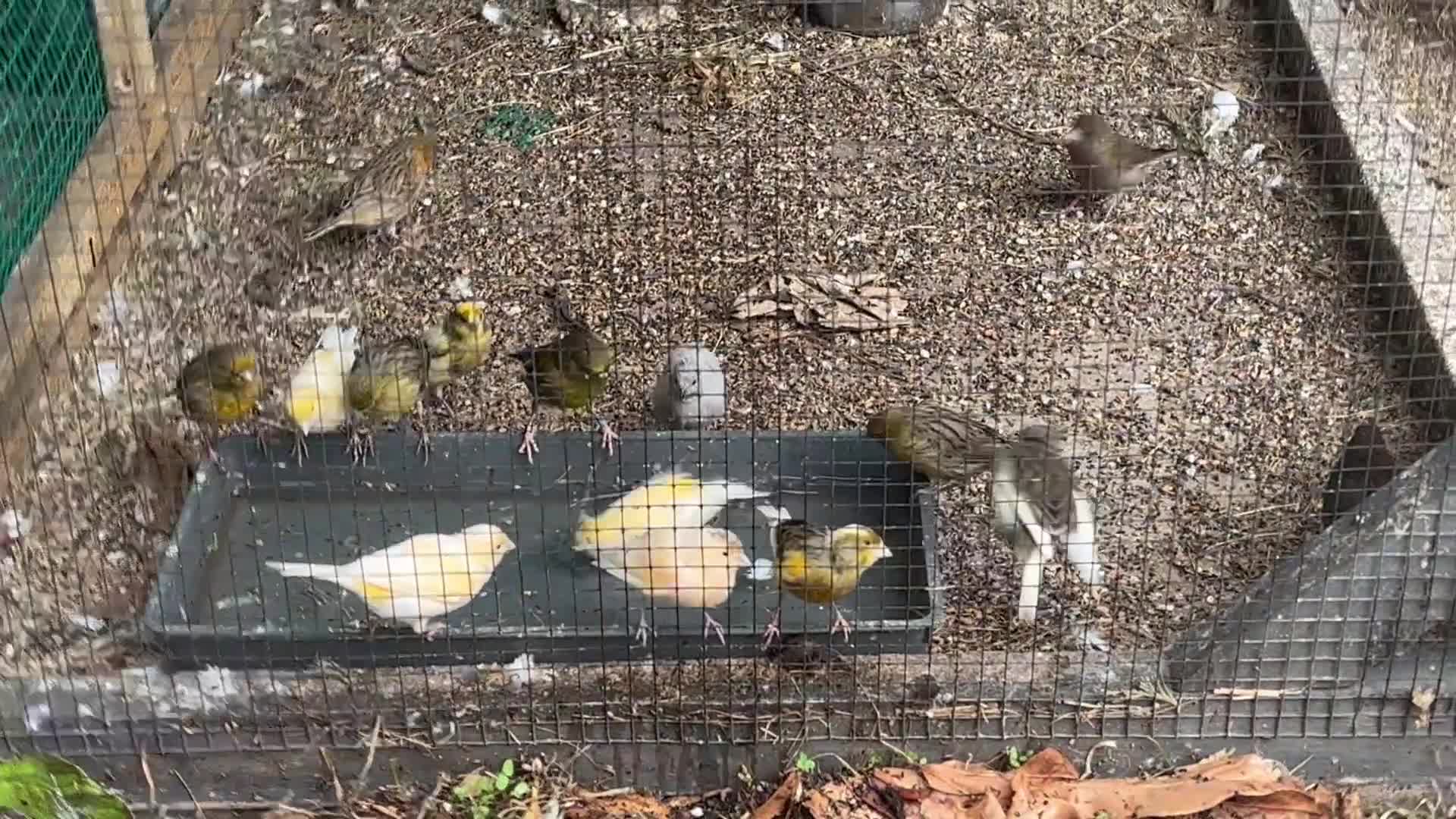 Canaries birds for sale: Canary/goldfinches/greenfinches  - Video 1