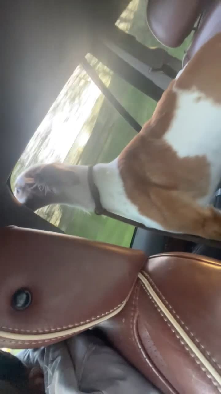 Mixed Breed dogs for sale: Femaile saluki greyhound  in Ferryhill - Video 2