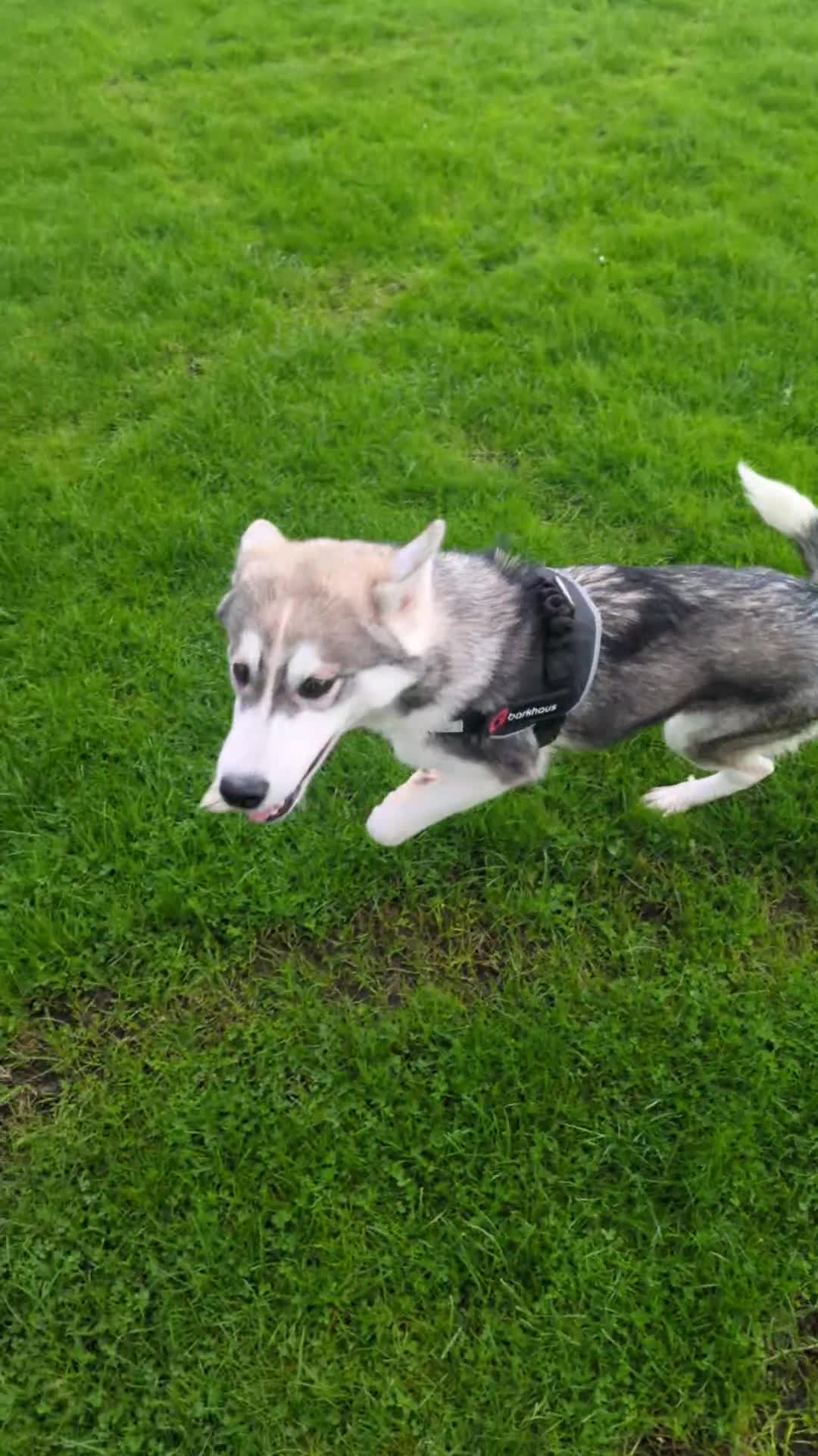 Siberian Husky dogs for sale: Selling Male Siberian Husky 27 Weeks  - Video 1